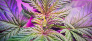 UVC light on cannabis eliminating powdery mildew
